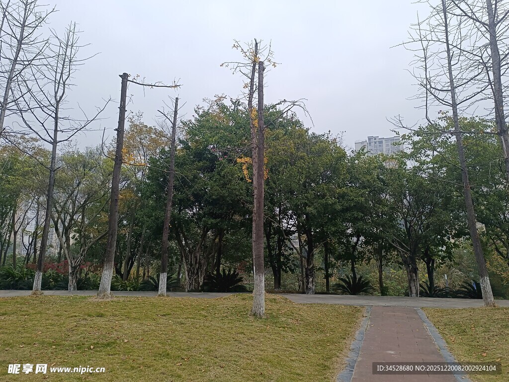 公园中的宁静小路与树木