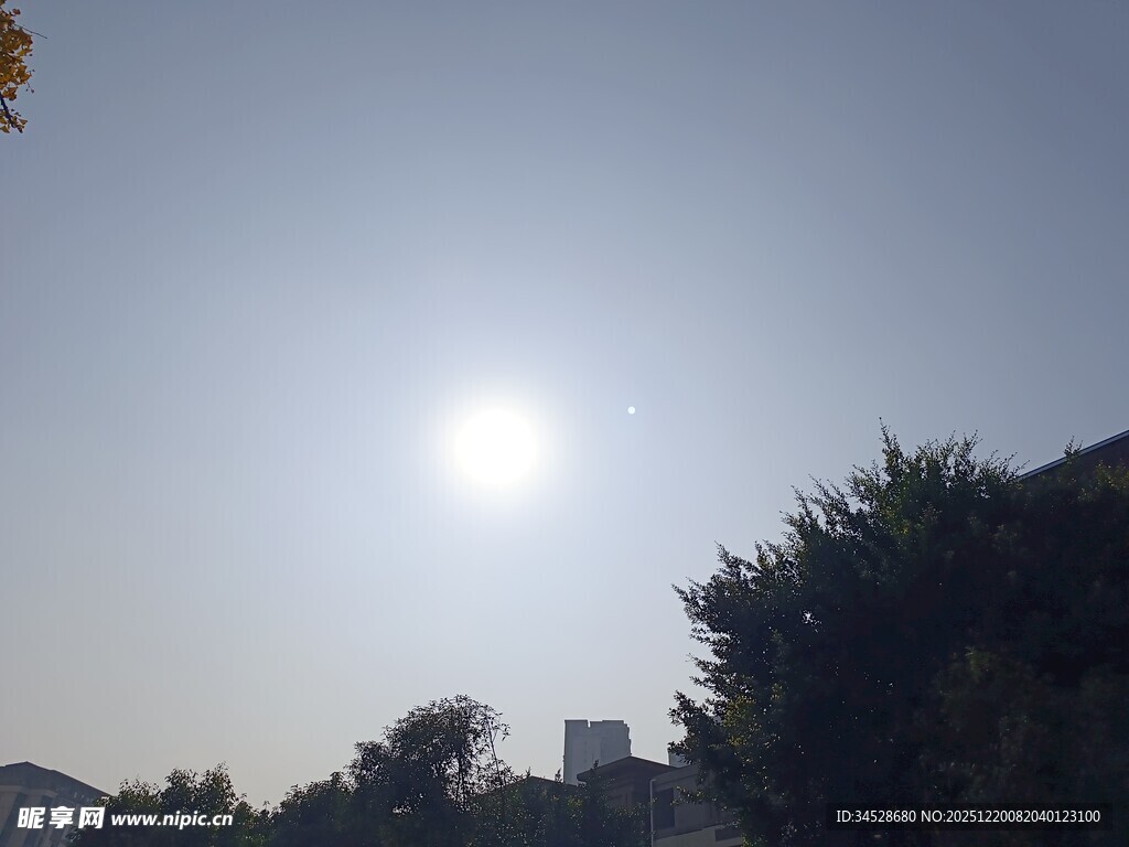 阳光下的绿植与建筑轮廓