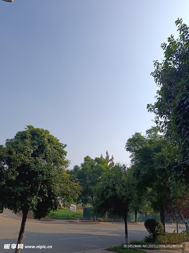 宁静的林荫道路景观