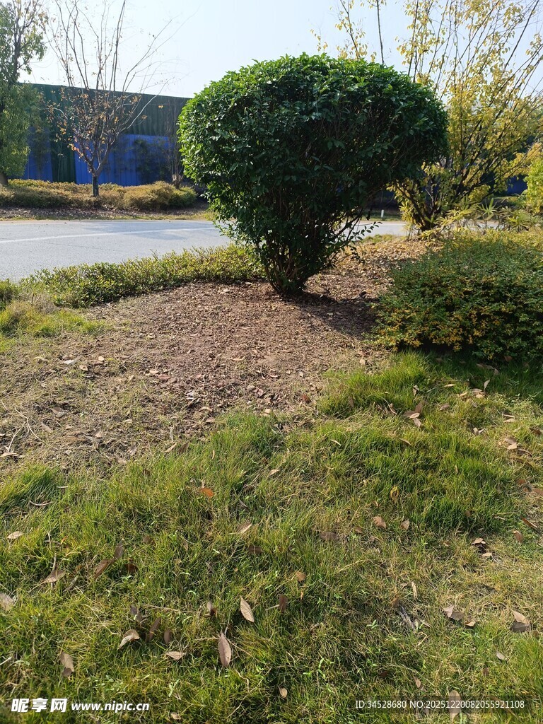 路边修剪整齐的绿植景观