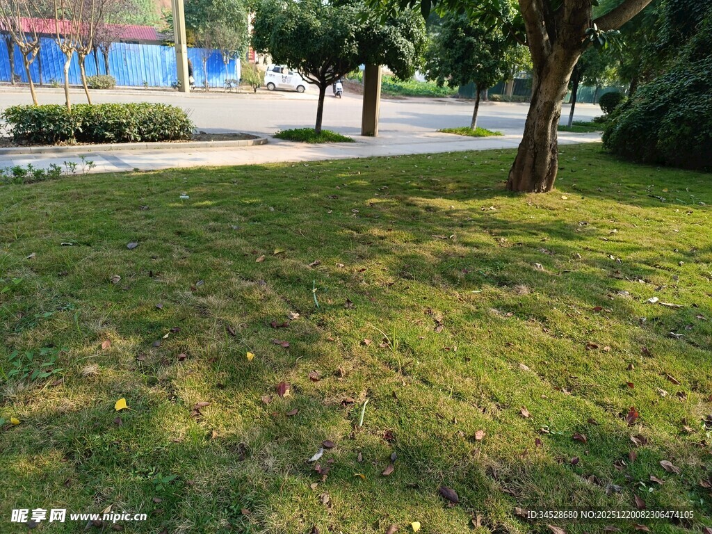 户外绿意盎然的草地场景