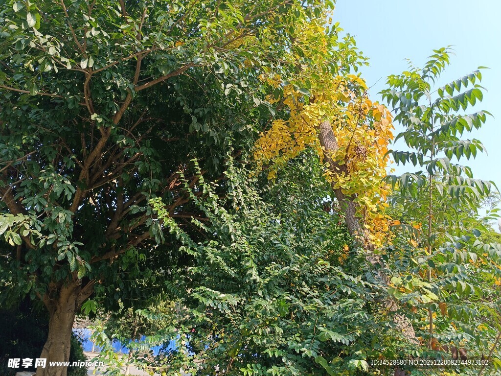 秋日繁茂树木景致
