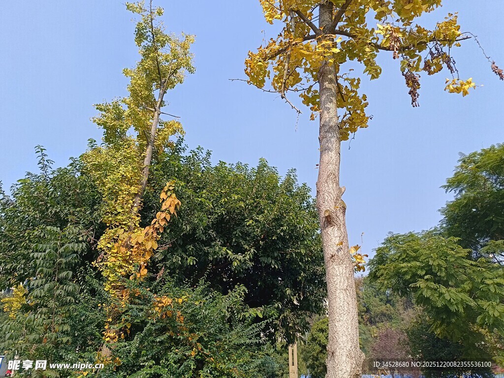 秋日挺拔树木与繁茂植被