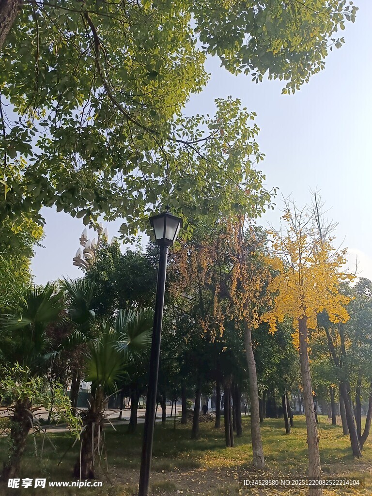 秋日公园林荫美景