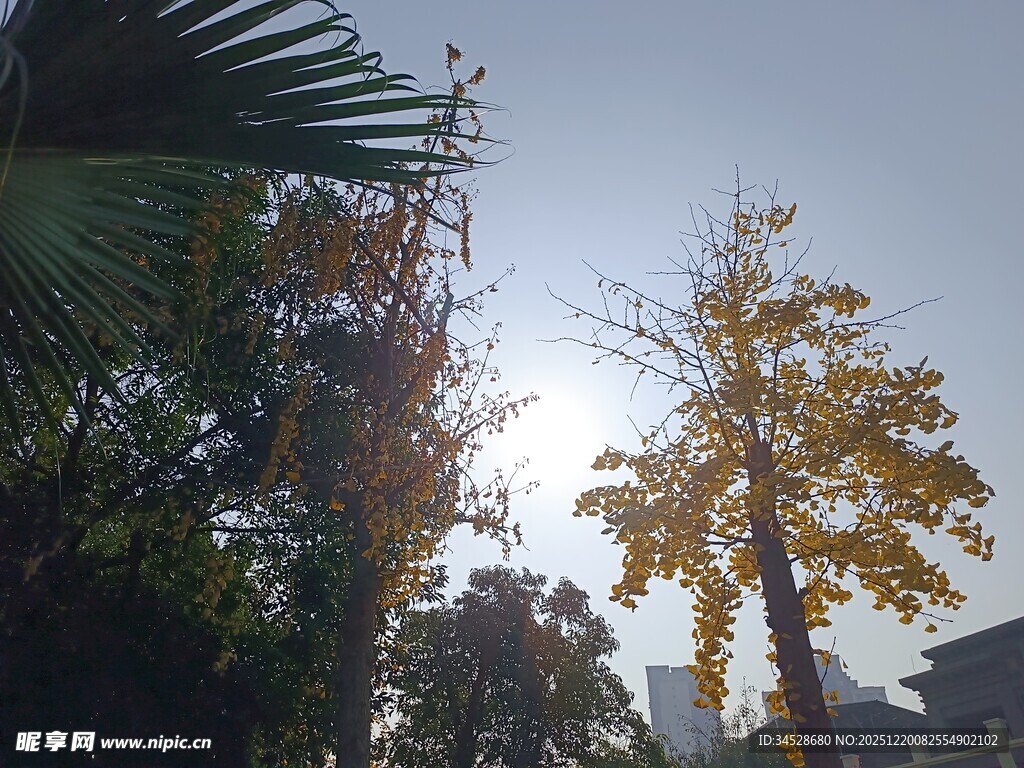 阳光下的树木与绿植