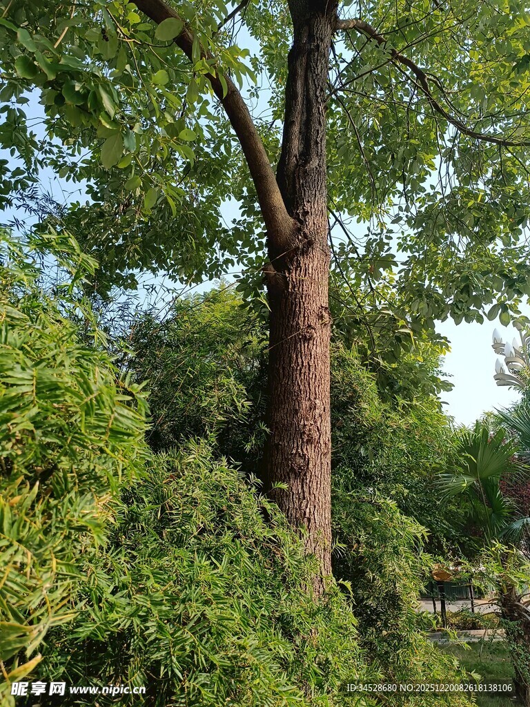 高大挺拔的茂盛树木