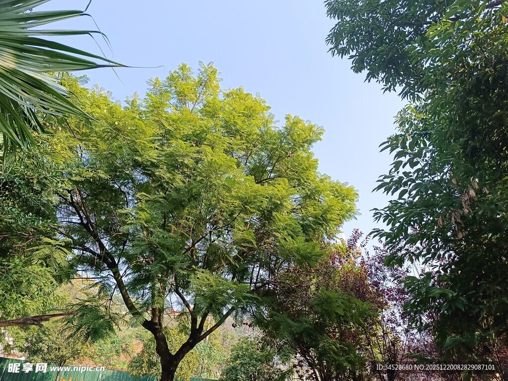 绿树成荫的户外景致