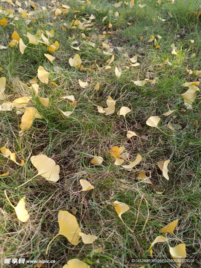 草地落满金黄银杏叶