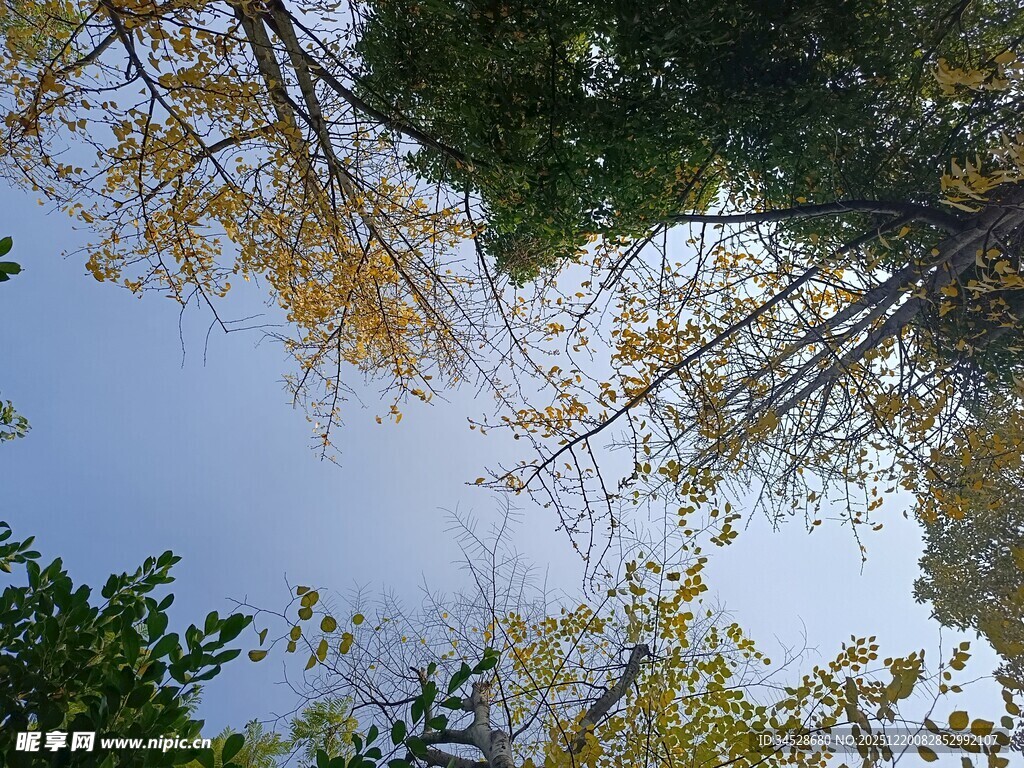 仰望秋日斑斓树梢