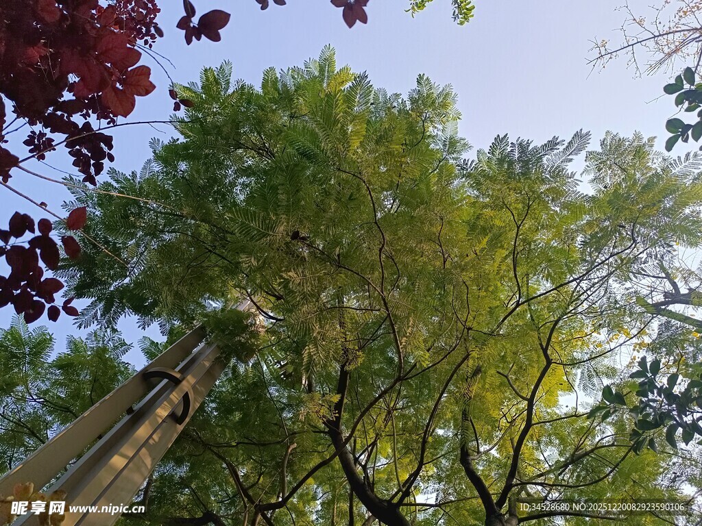 仰视葱郁树木与多彩枝叶