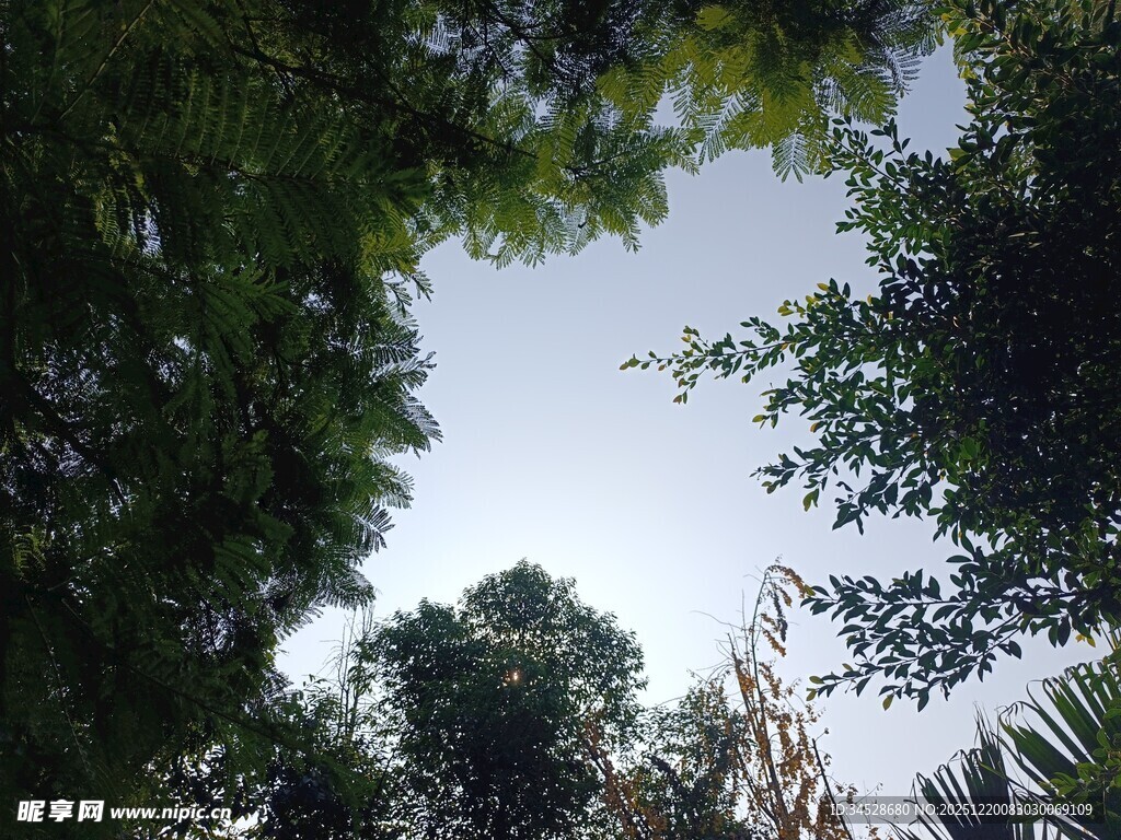 仰视葱郁树林天空景象