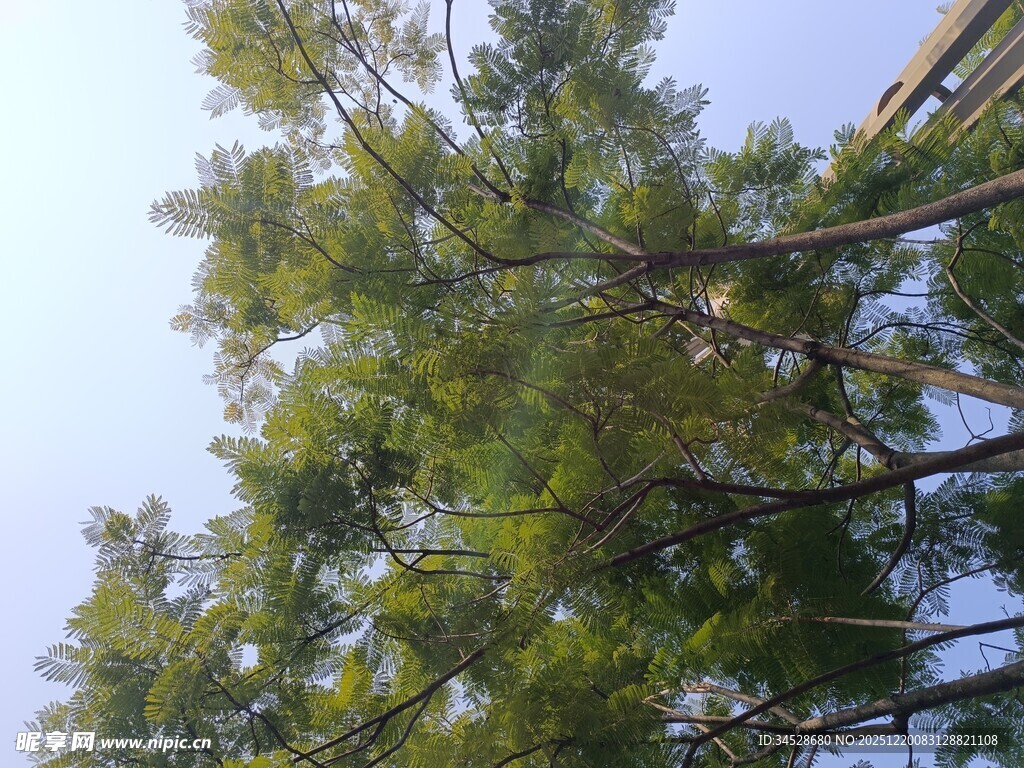 仰视翠绿繁茂的树木