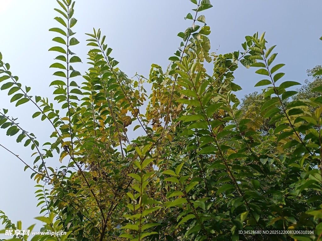 枝叶繁茂的绿植