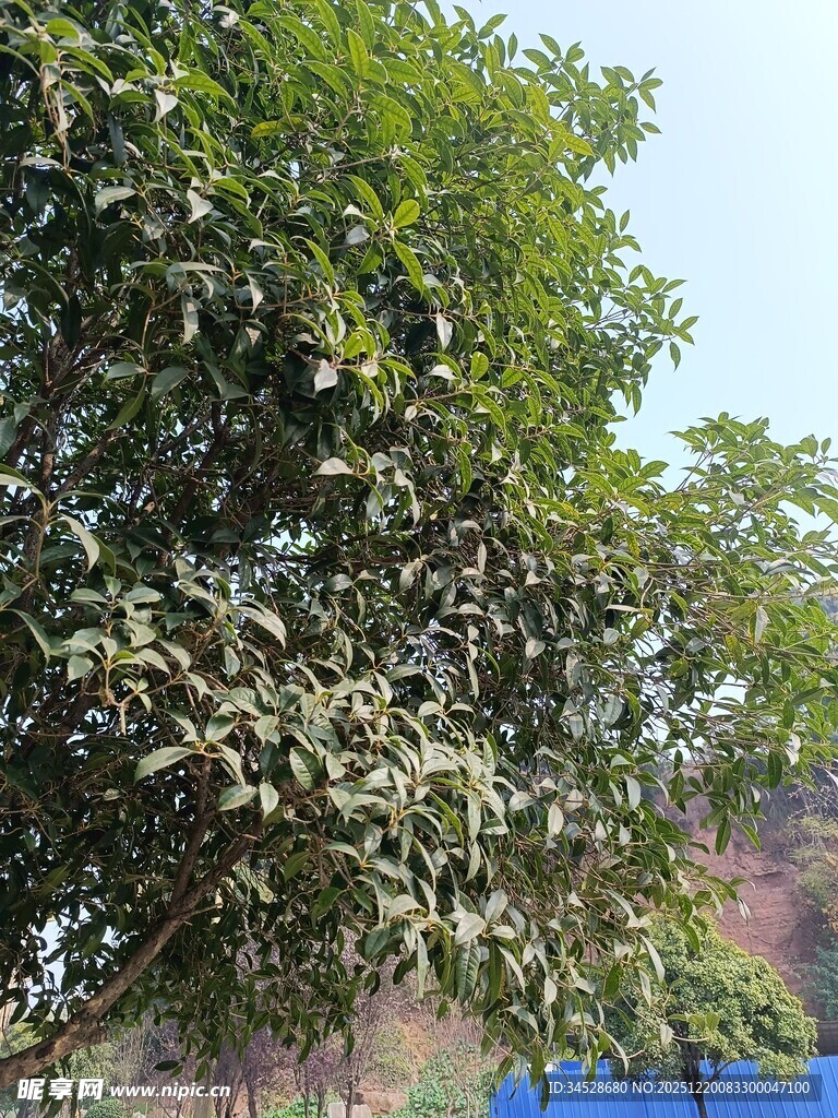 绿叶繁茂的大树