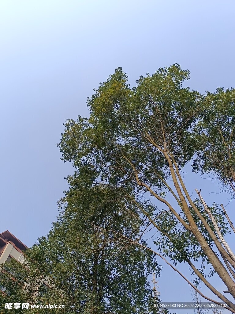 蓝天绿树间的清新景致