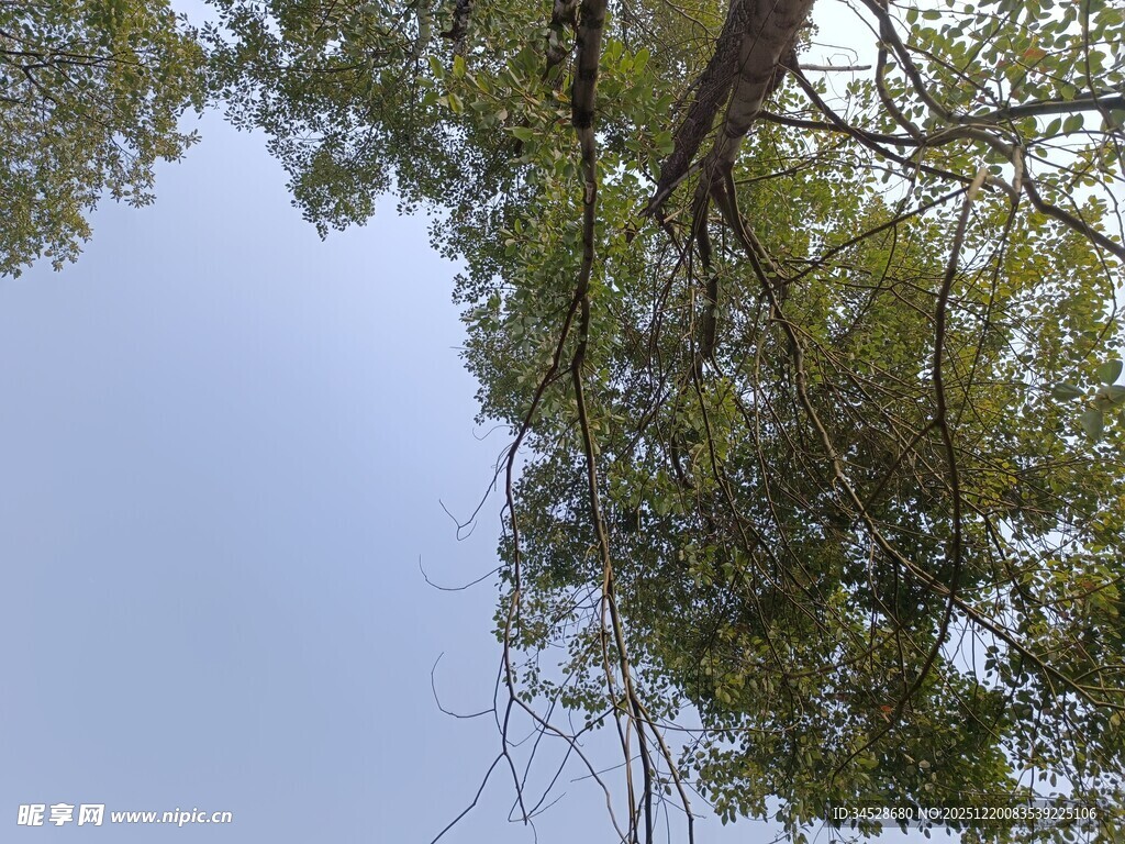 仰视繁茂树枝与蓝天