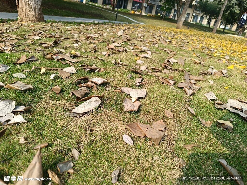 草地散落枯叶与碎块