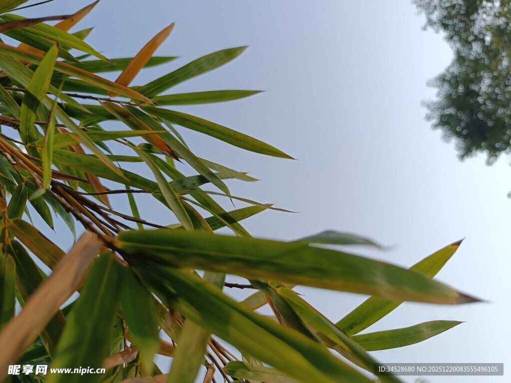 翠绿竹叶与朦胧天空