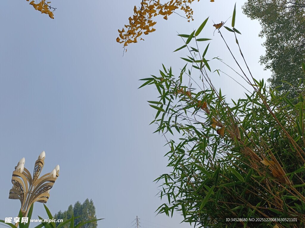 蓝天之下的绿植花卉