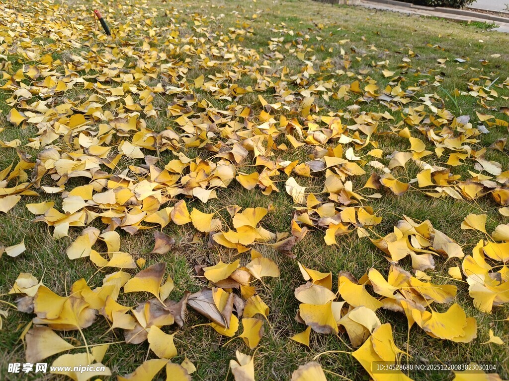 秋日草地落满金黄银杏叶