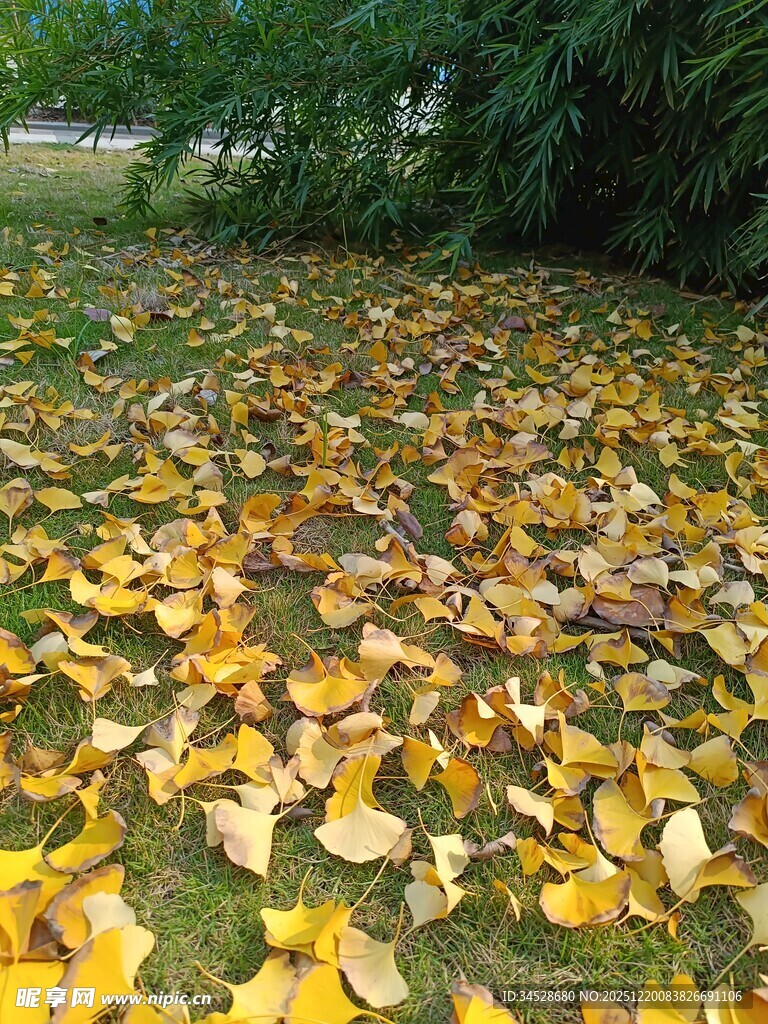 秋日落叶铺满草地景象