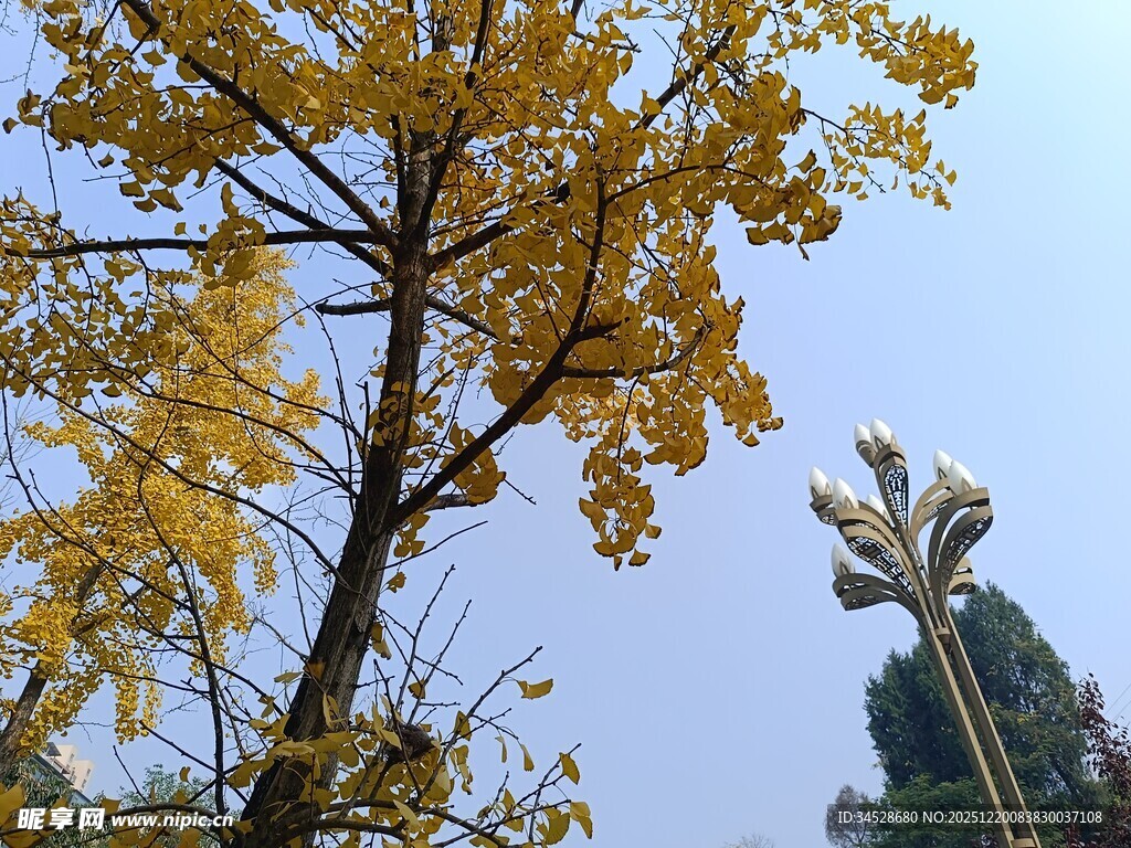 秋日金黄树木与蓝天景象