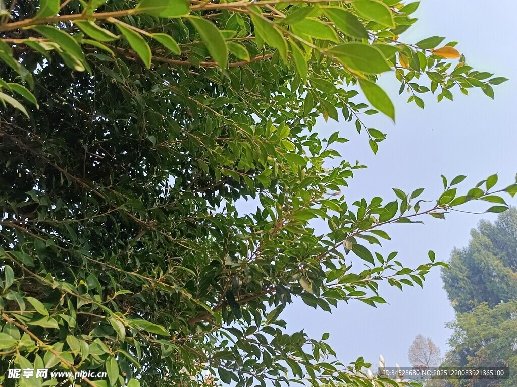 绿叶繁茂的树枝景色