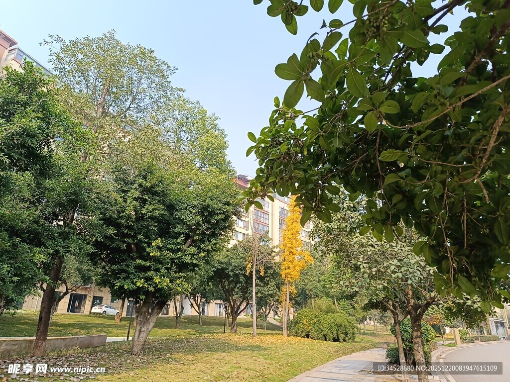 秋日公园林荫小道美景