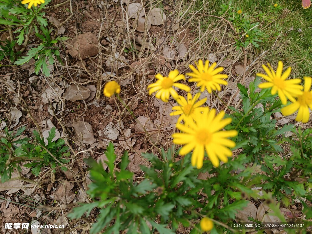 地面绽放的黄色小野花