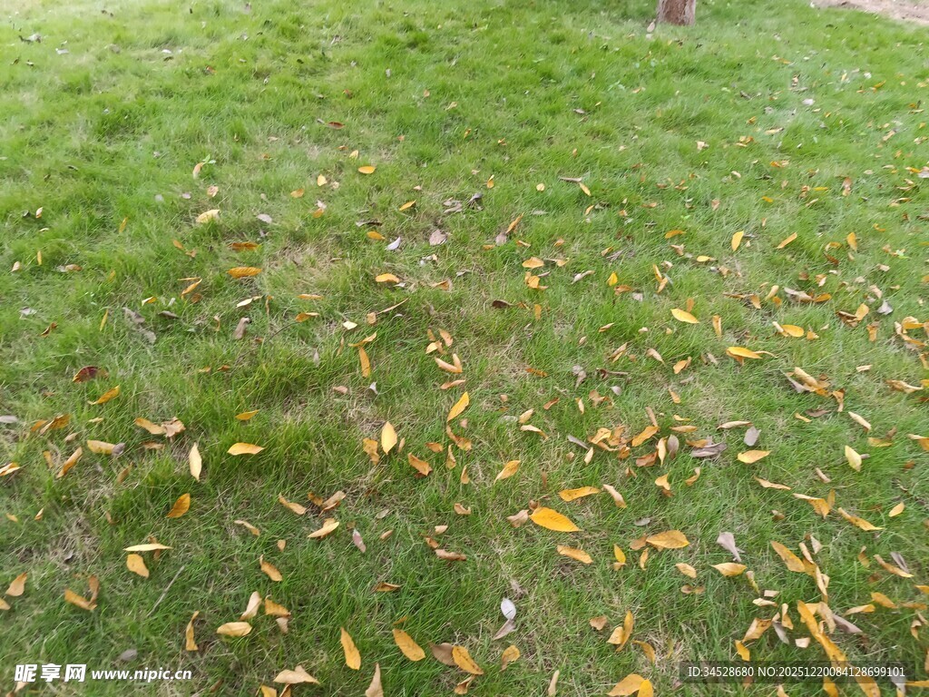 草地散落金黄秋叶