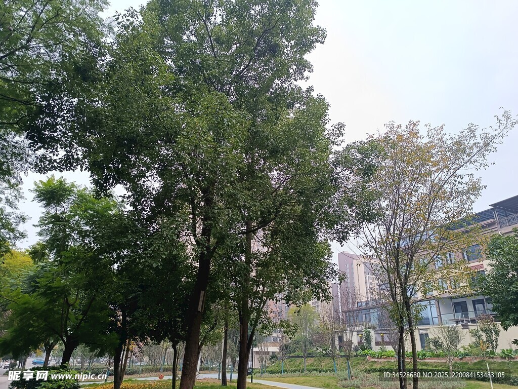 城市中的绿树与建筑景观