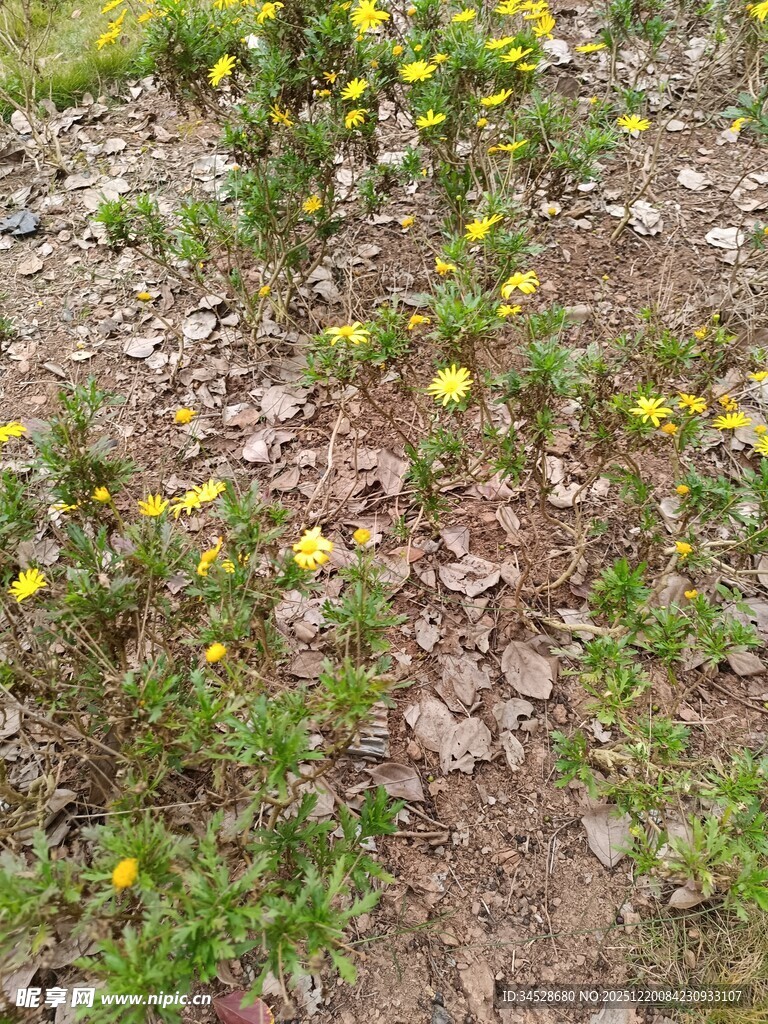 地面绽放的黄色小花
