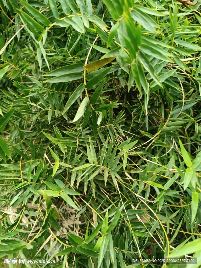 茂密丛生的绿色野草