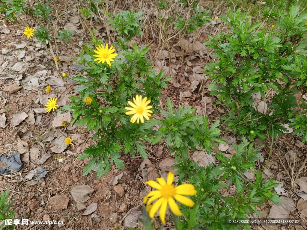 野外绽放的黄色小花
