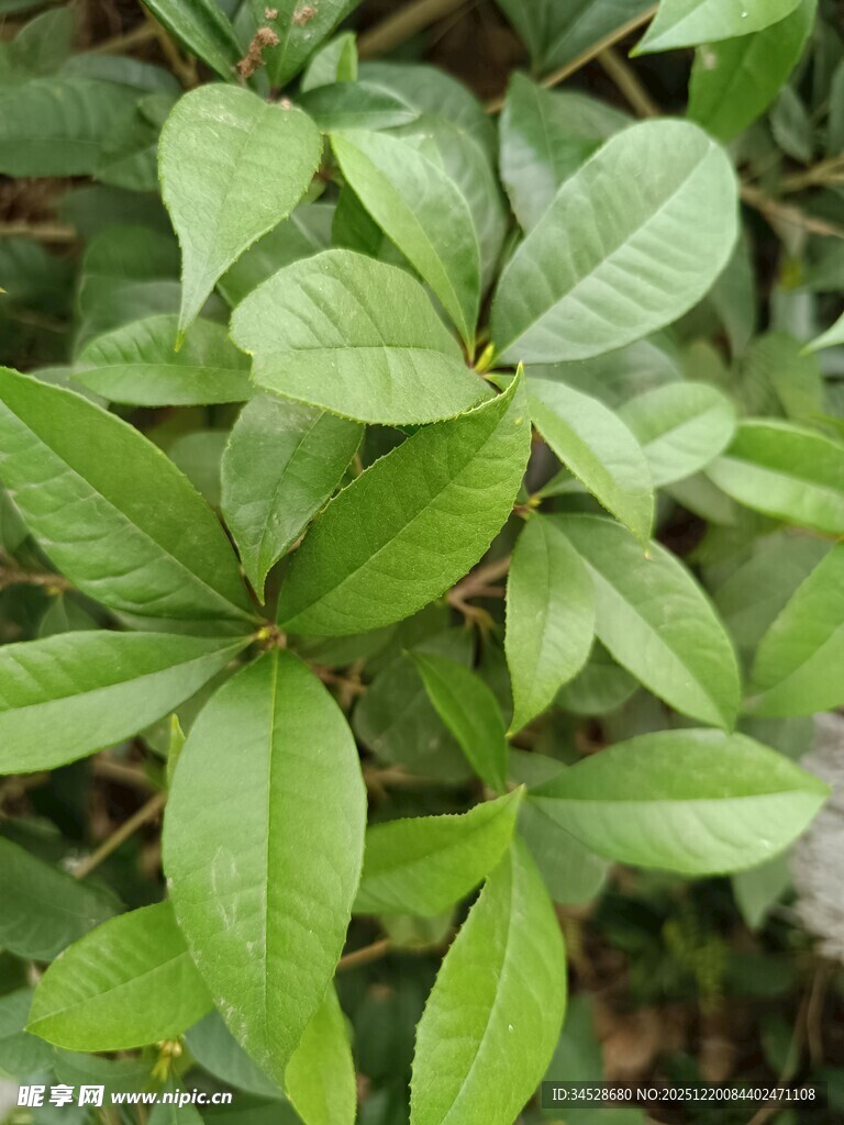 翠绿叶片植物特写