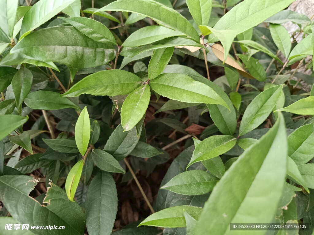 翠绿繁茂的植物枝叶