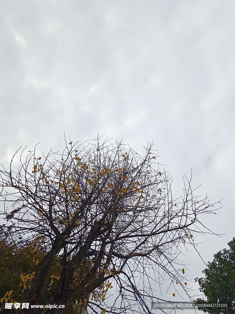 阴天里的树木景象