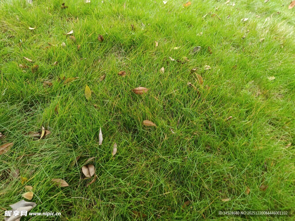 翠绿草地散落枯叶