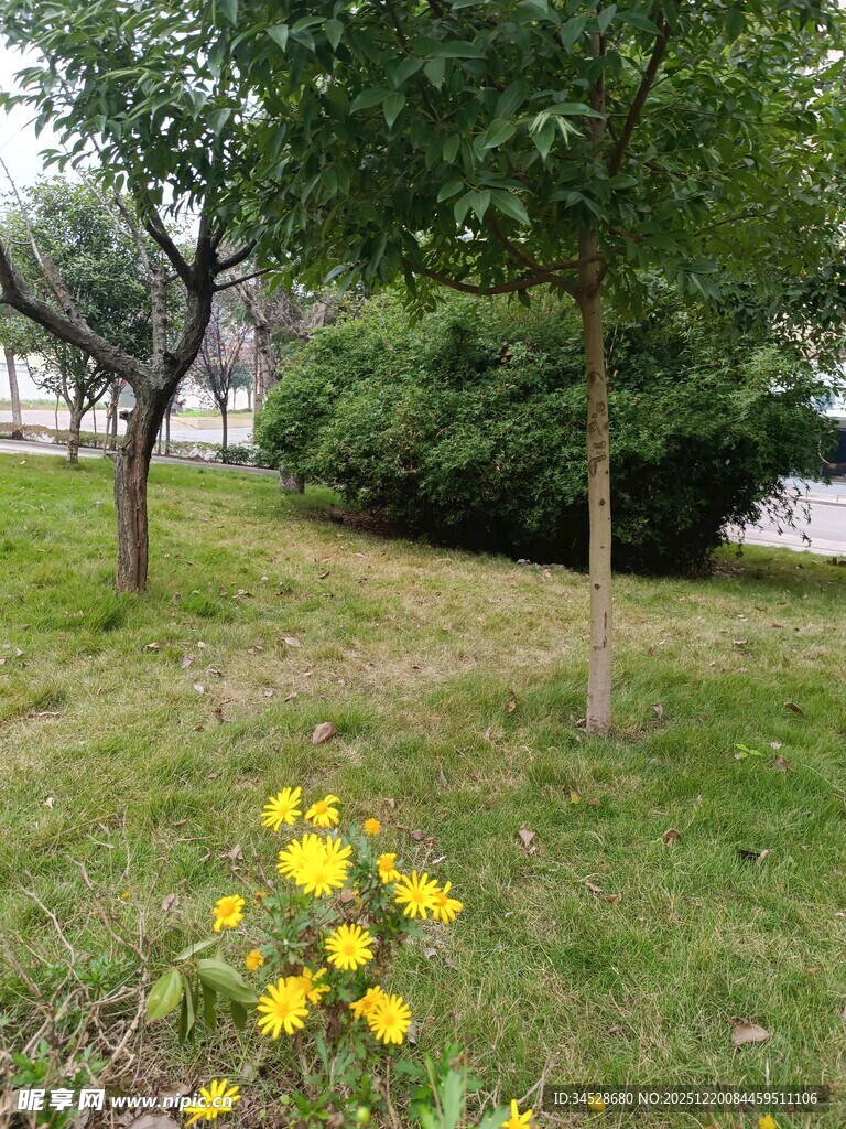 公园草地中的黄色小花