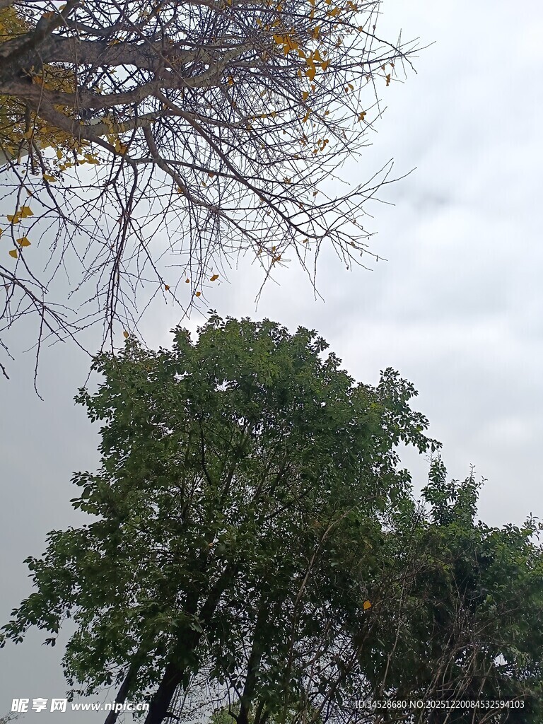 天空下的树木景致