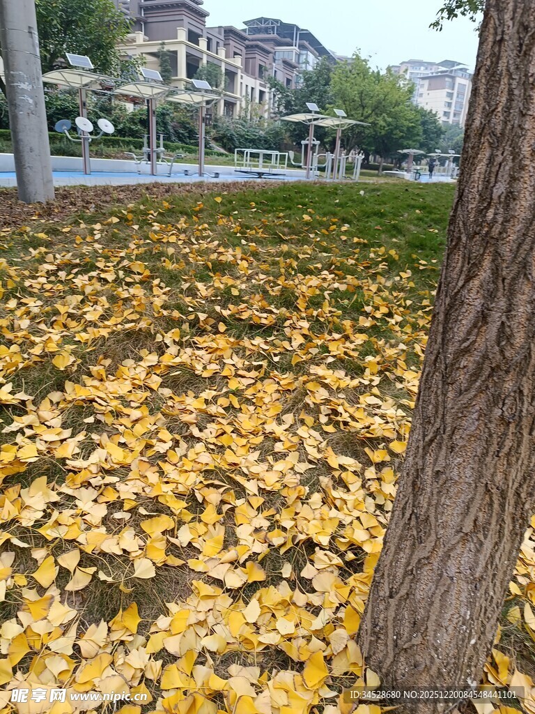 秋日树下金黄落叶美景