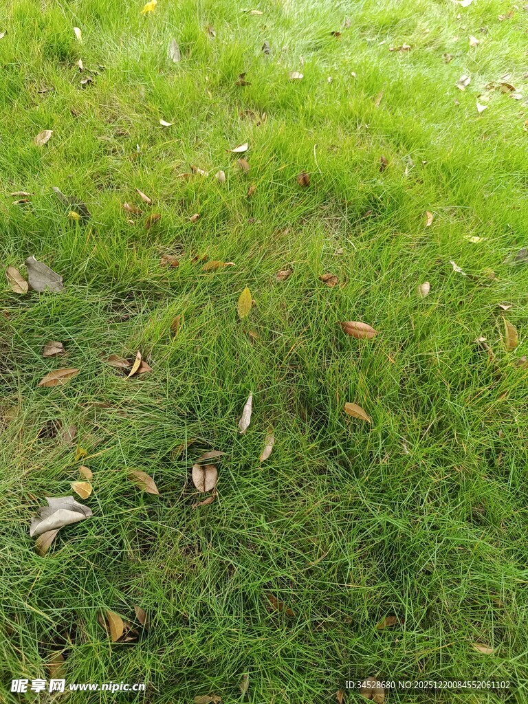 翠绿草地散落枯黄树叶