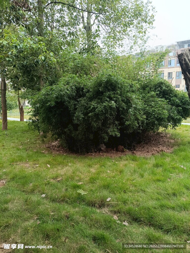 绿意盎然的户外灌木丛景观