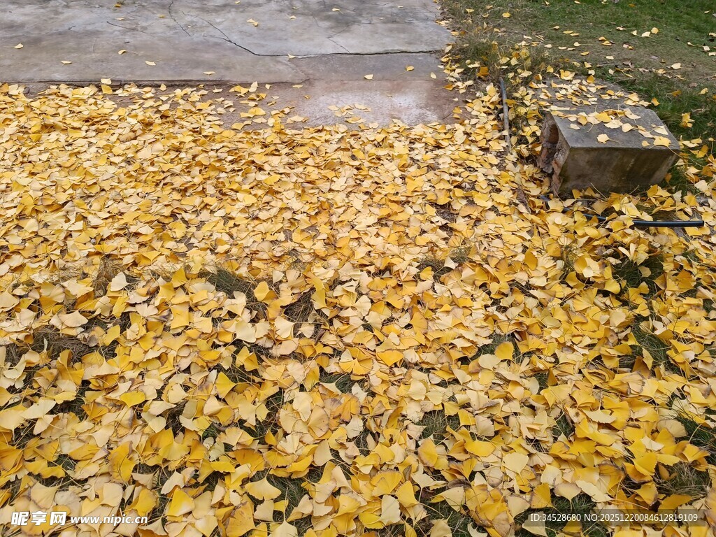 秋日满地金黄落叶美景