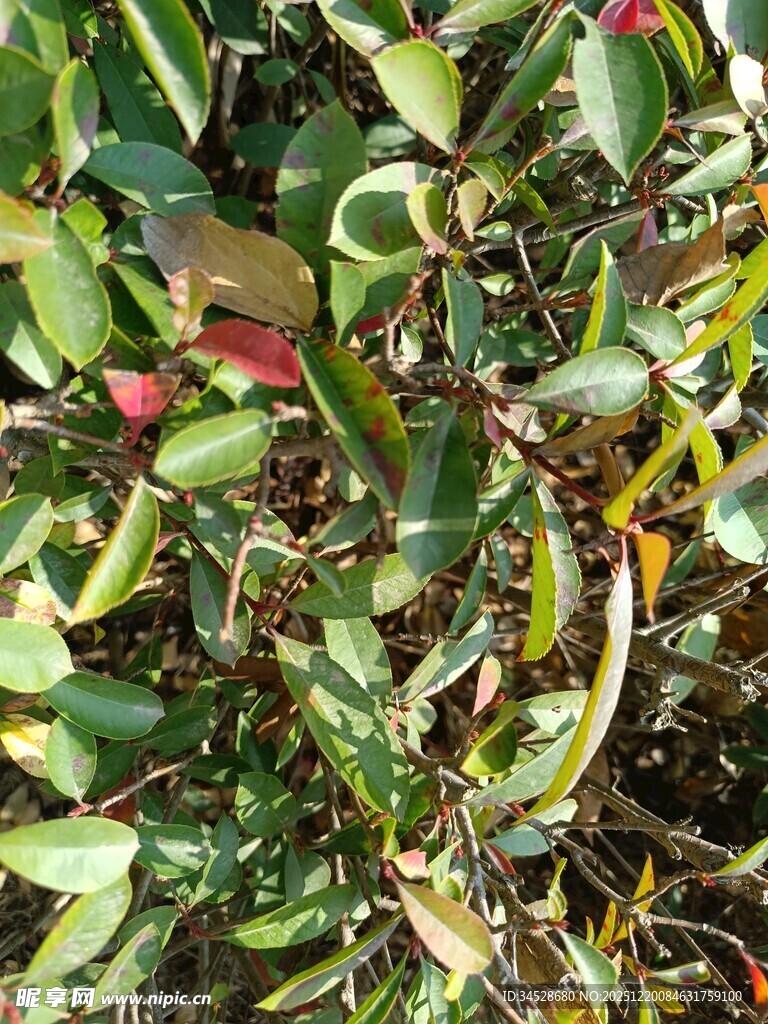 绿叶间的多彩植物景观