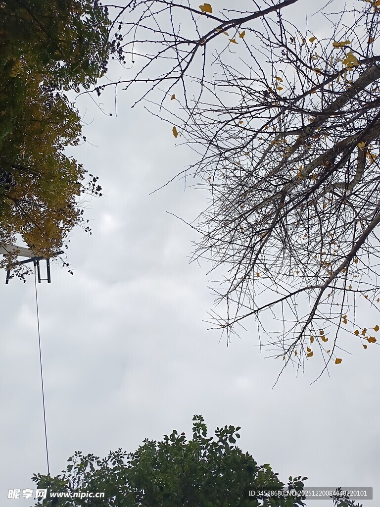 仰视树梢间的灰白天空