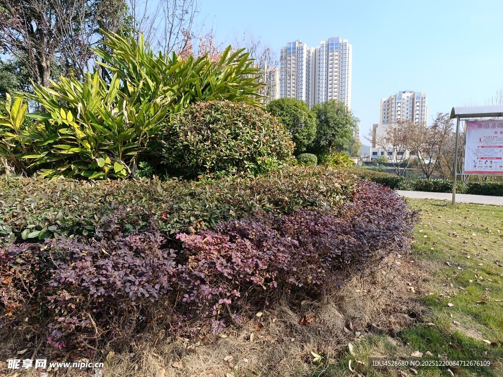 城市公园多彩绿植景观