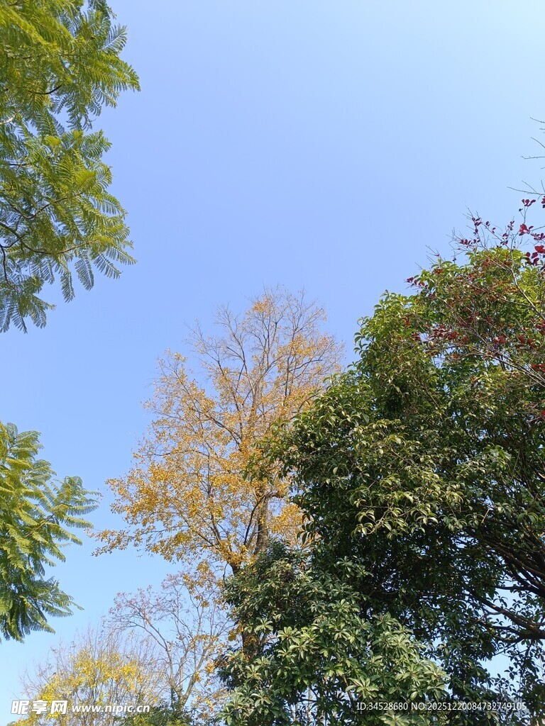 秋日树梢与蓝天美景