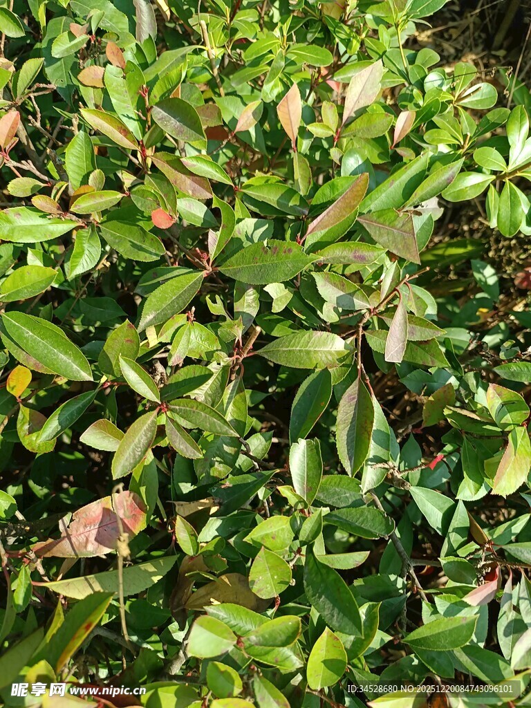 绿叶繁茂的植物景观