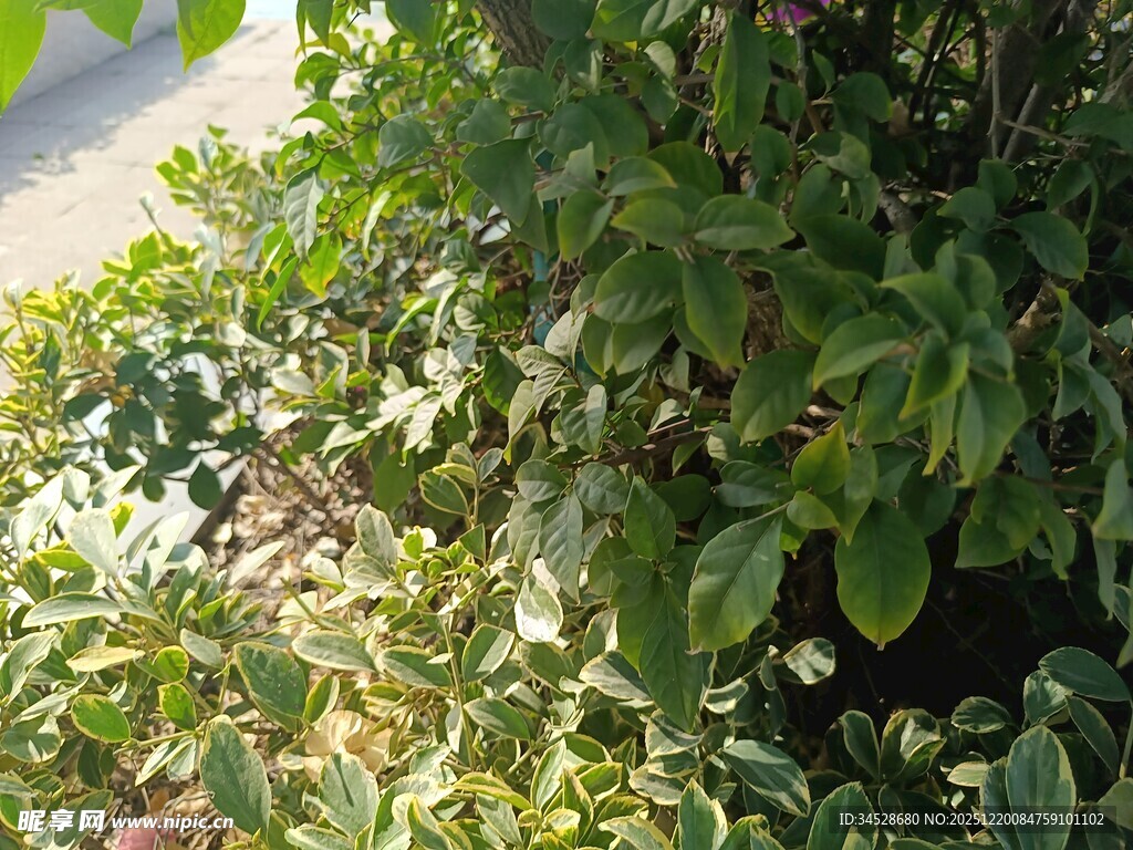 绿叶繁茂的植物景观